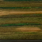 Bois 8 Personnalisation Ears